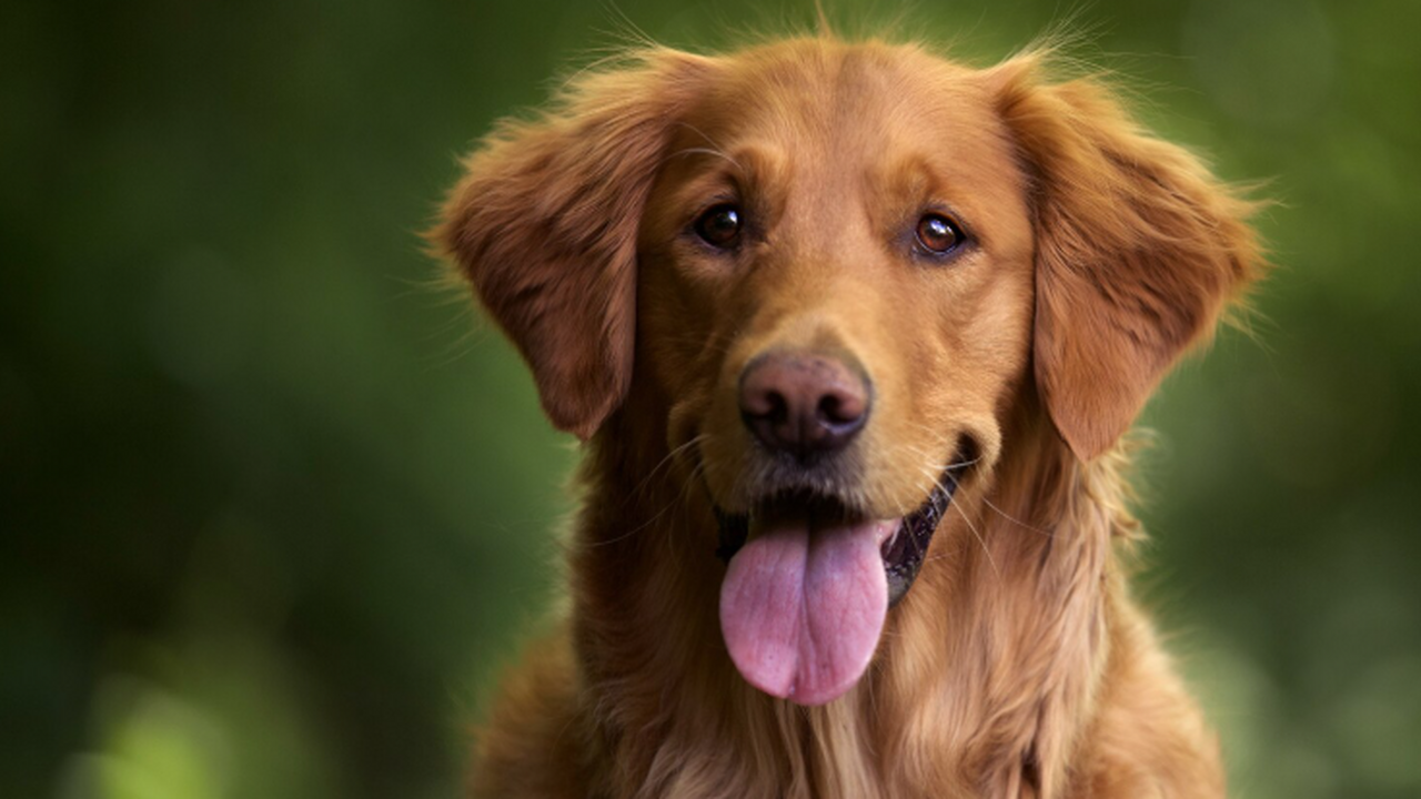 Этологи поставили под сомнение общепринятое мне...
