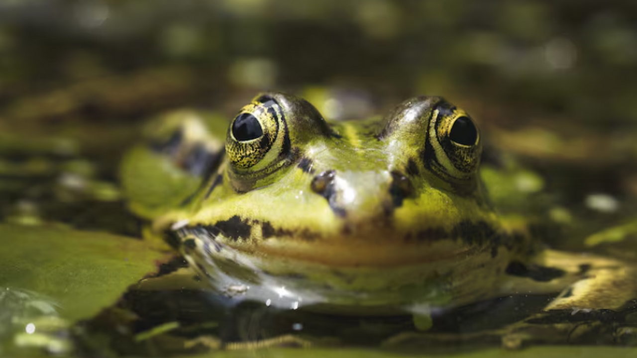 PRSB: Ученые-исследователи раскрыли секрет мирового господства жаб Международная команда исследователей изучила пр...