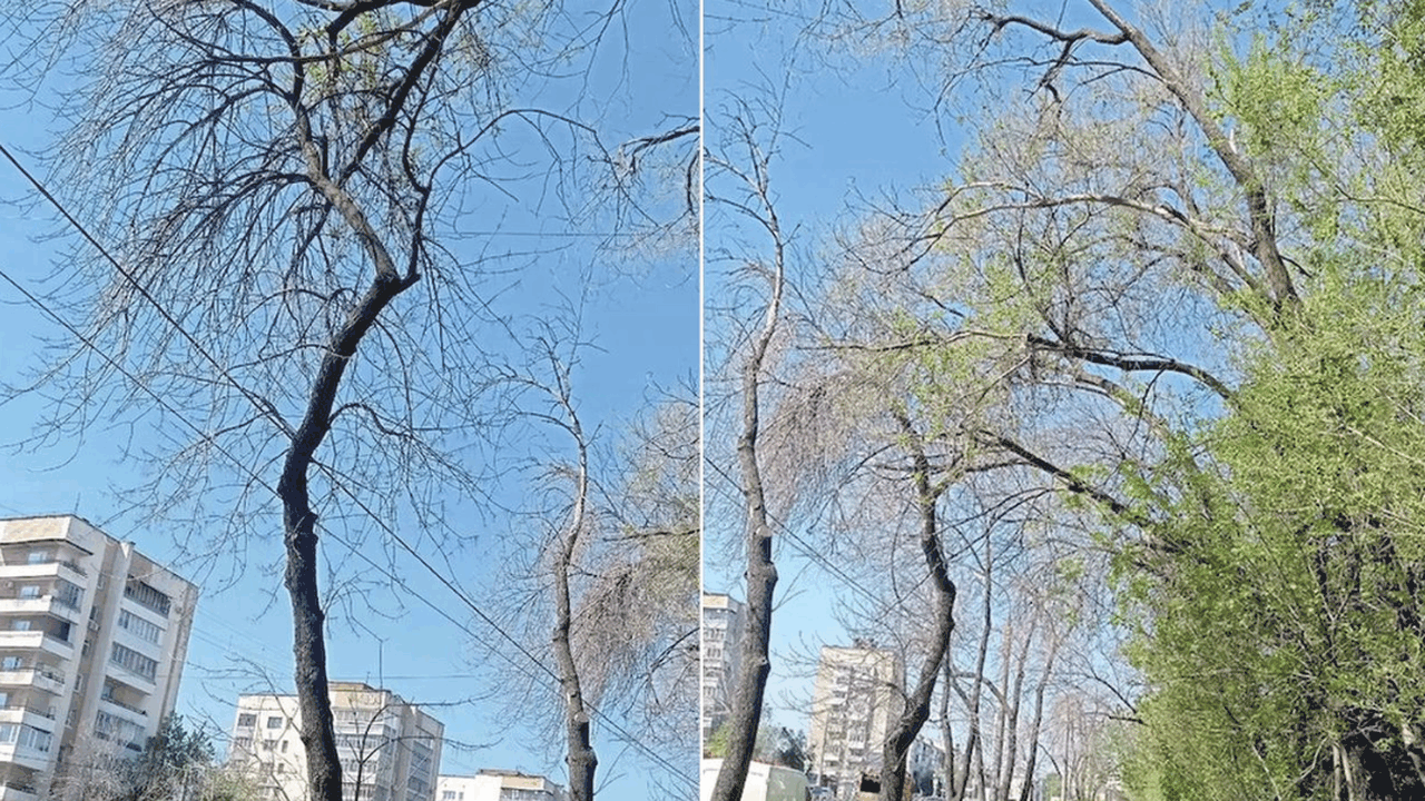 В Самаре проведут проверку причин усыхания дере...