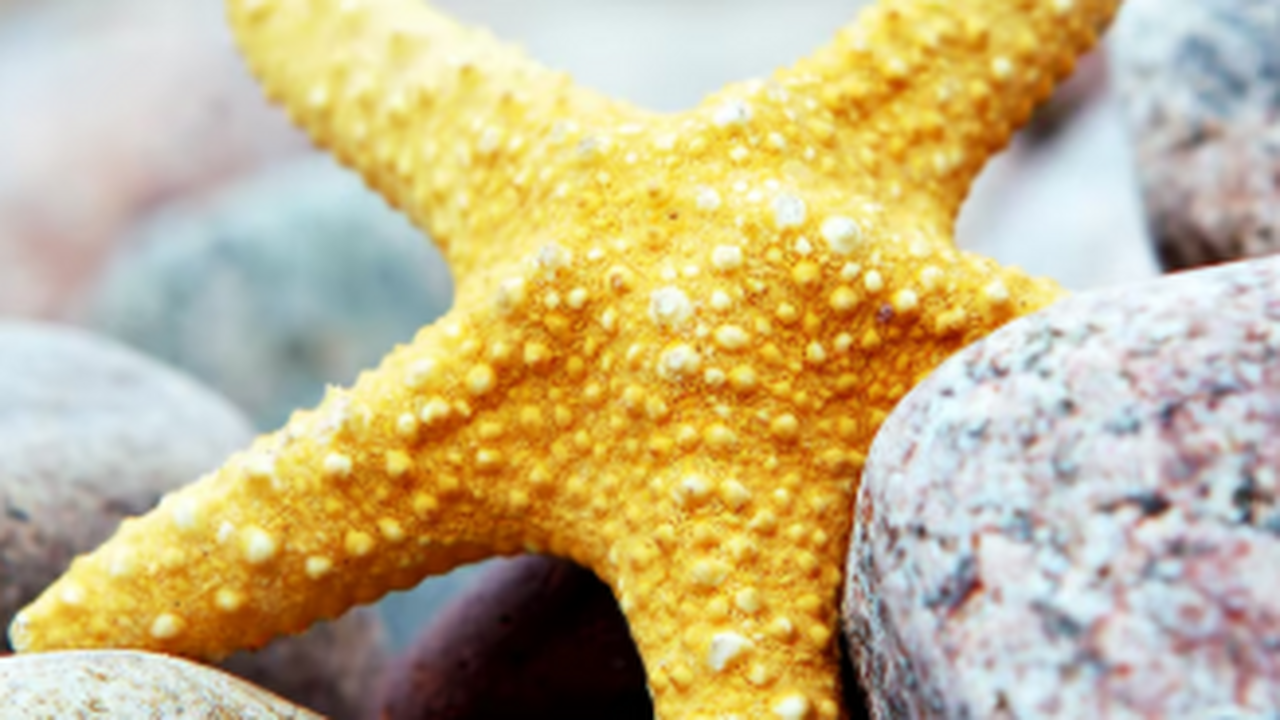 Специалисты Тихоокеанского института биоорганич...