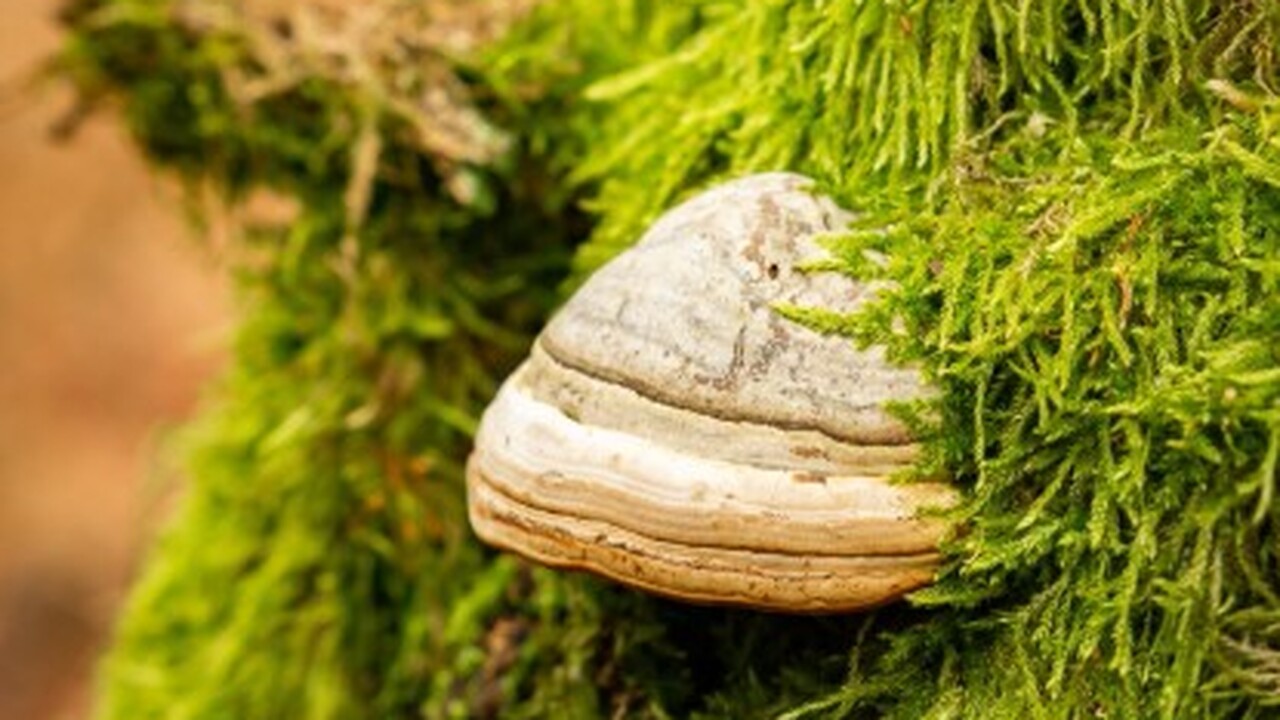 Ученые из УрФУ нашли способ накормить планету с помощью грибов рода Fomes В рамках междисциплинарного сотрудничества межд...