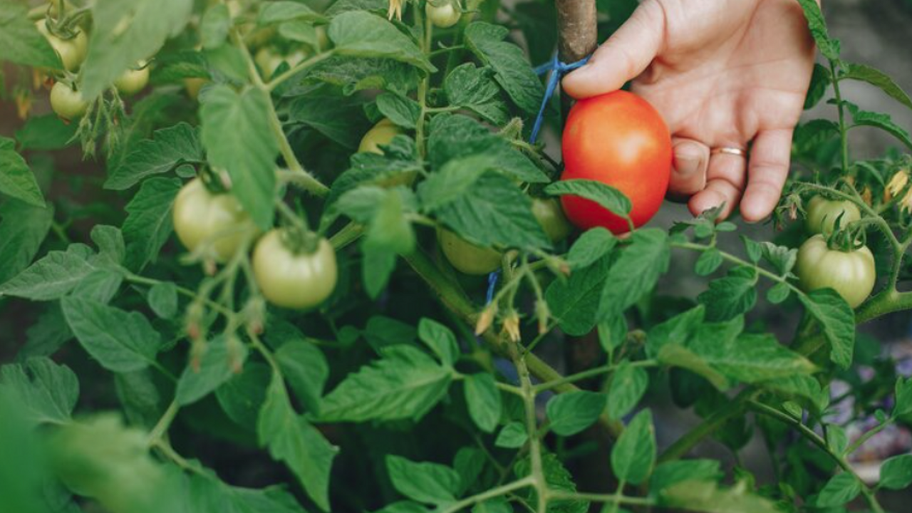 Запомните эту формулу: монофосфат калия + влажн...