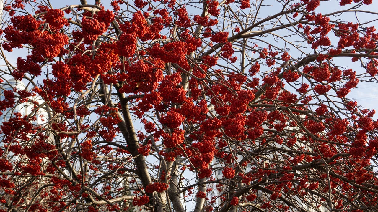 Никогда не думала, что полюблю рябину такой сил...