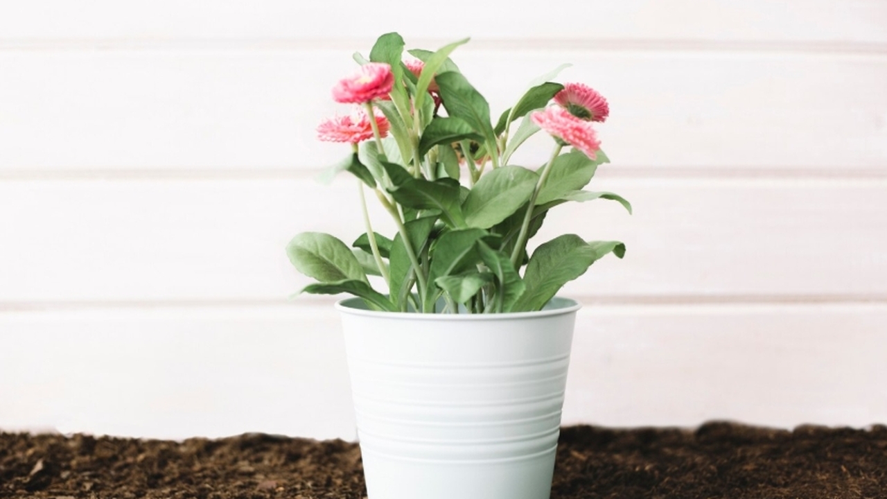 Рождественник, шлюмбергера, зигокактус и декабр...