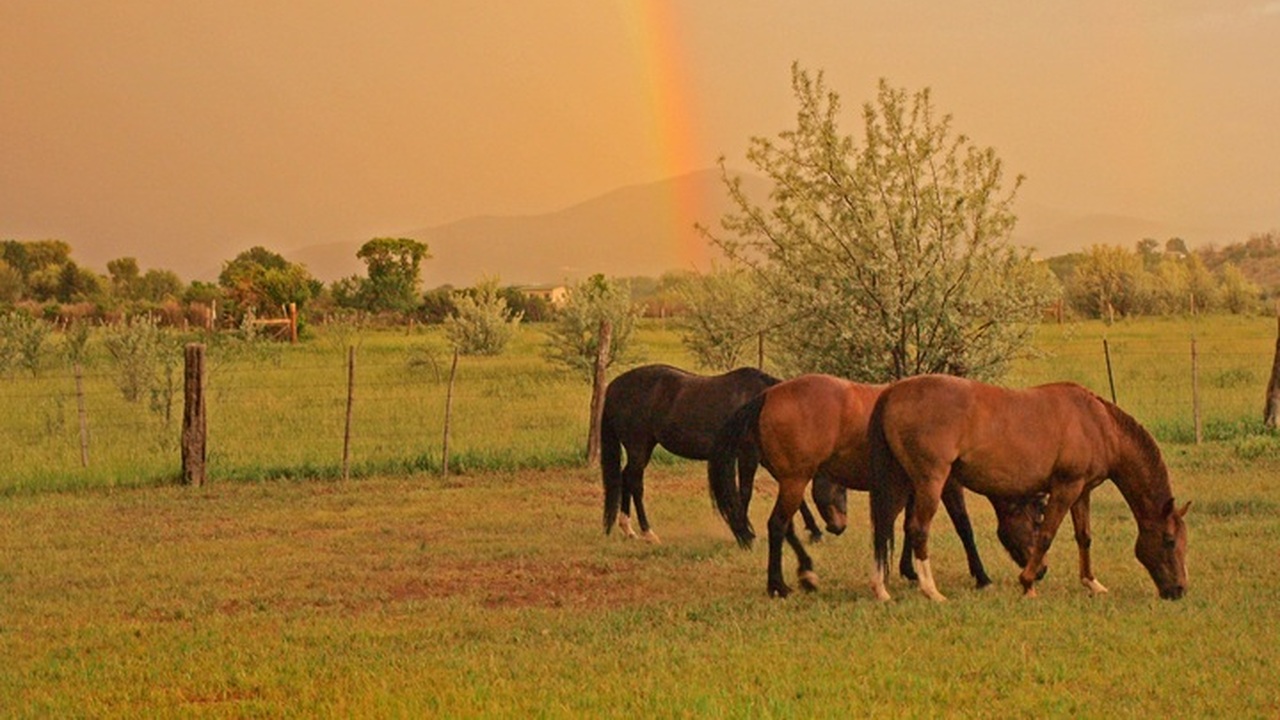 Огненная Лошадь одарит Любовью: с 19 октября эти знаки Зодиака обретут истинное счастье — по греческому гороскопу Боги Олимпа услышали молитвы людей, и для избра...