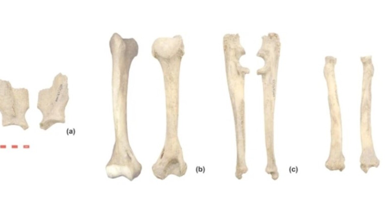 Ученые нашли кости африканского леопарда у римского амфитеатра Виминациум Европейские исследователи провели комплексный а...