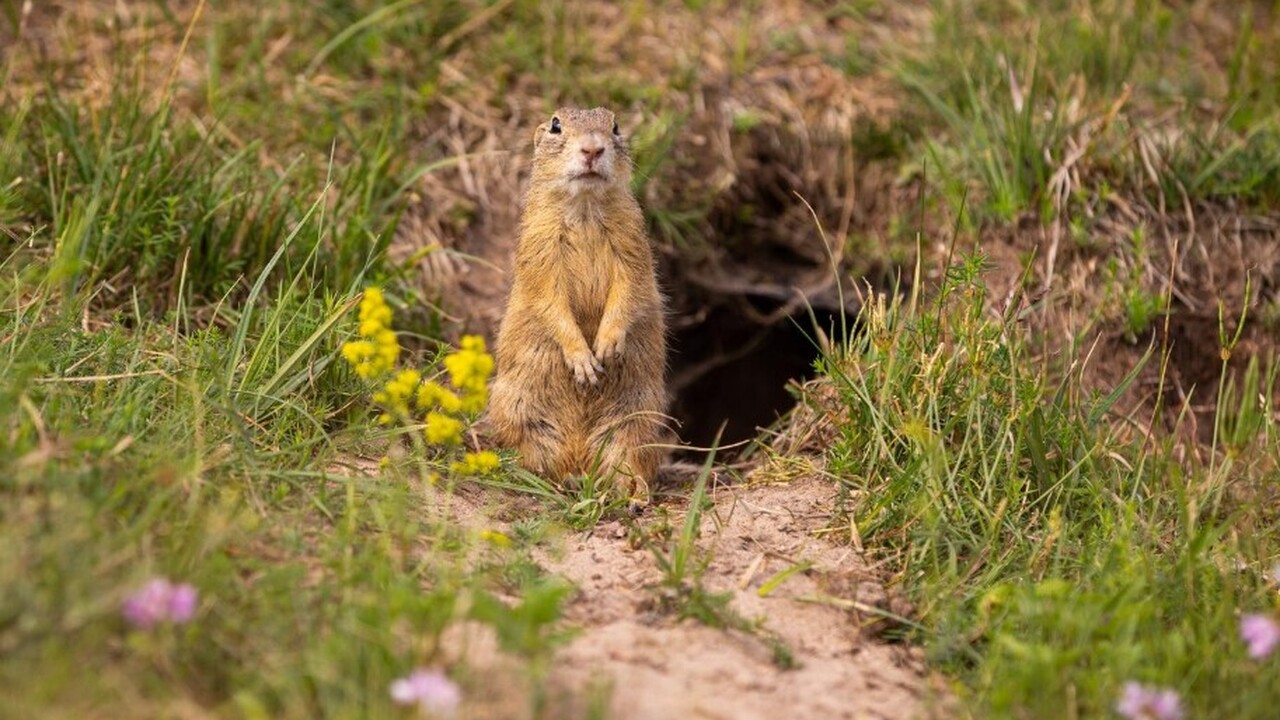 В Туве суслики помогли археологам РАН найти древнюю металлургическую провинцию Археологи Института истории материальной культу...