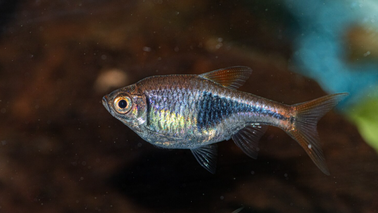 Китайские палеонтологи совершили значимое откры...