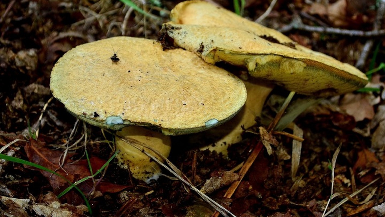В разгар осеннего сезона сбора грибов любители ...