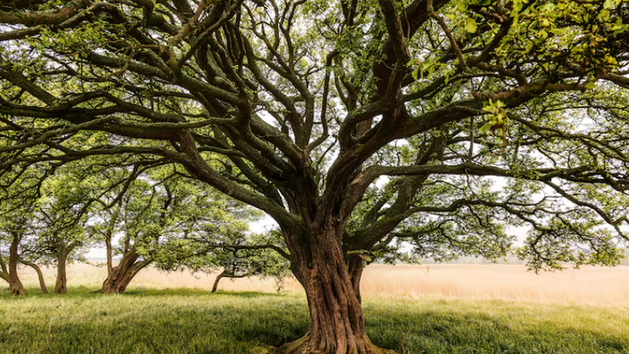 В США запущено производство «супердревесины»: она обошла сталь по прочности В мае 2025 года в штате Мэриленд был запущен за...