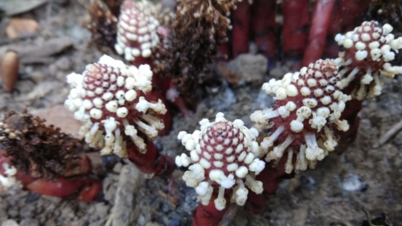 Учёные исследуют уникальное растение из семейст...