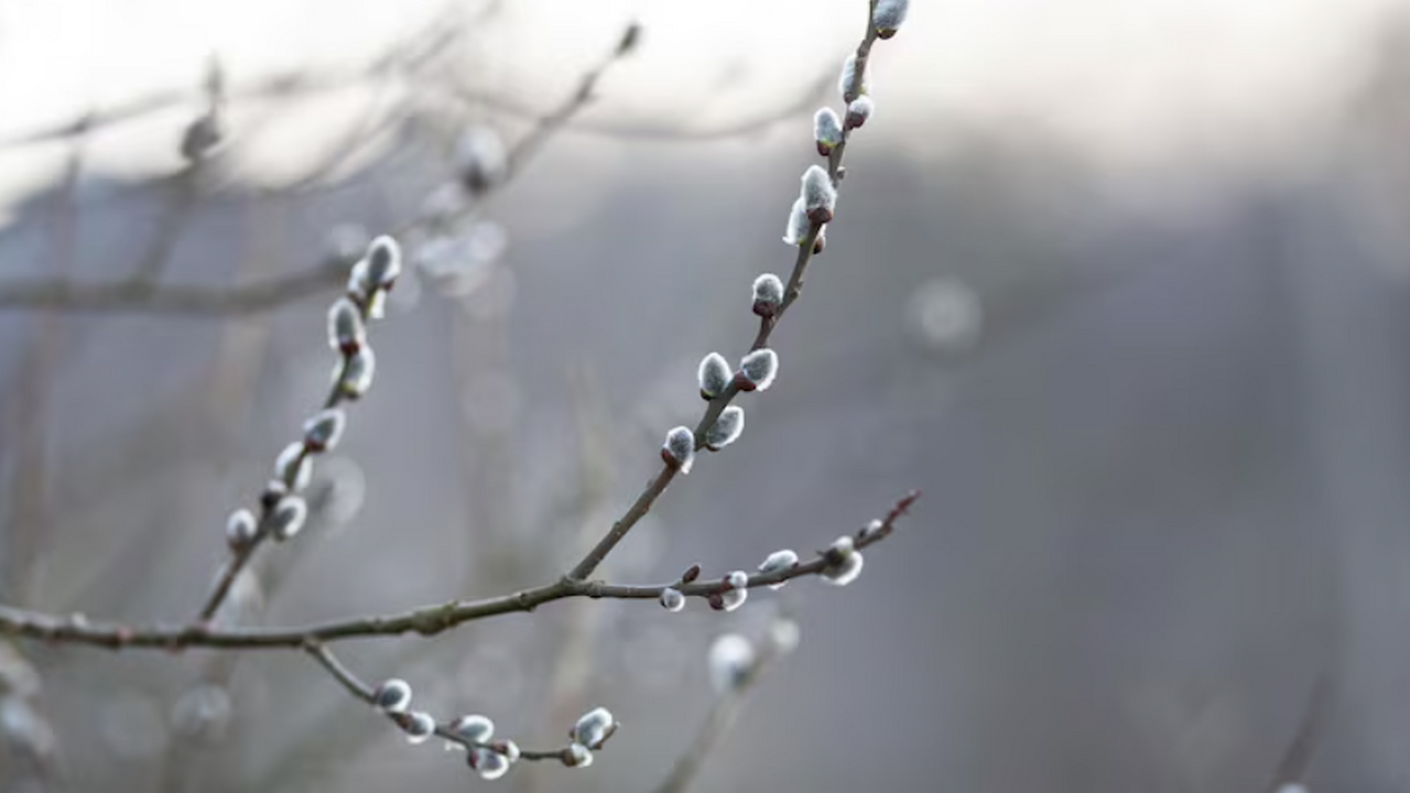 Лучшие народные приметы, которые никогда не подводили: вот как узнать, каким будет лето и ваш урожай Вербное воскресенье 2026: 5 апреля отмечается В...