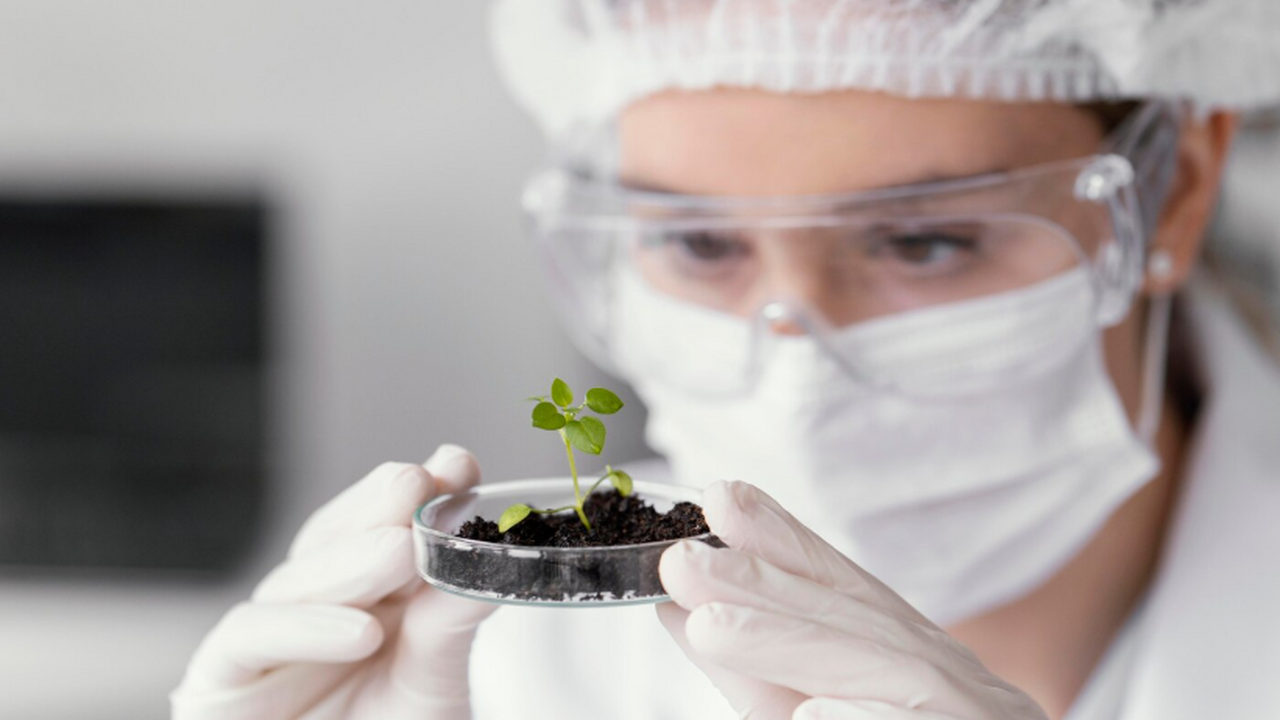 Austral Ecology: ученые пытаются воскресить дерево-зомби В Австралии был идентифицирован новый вид дерев...