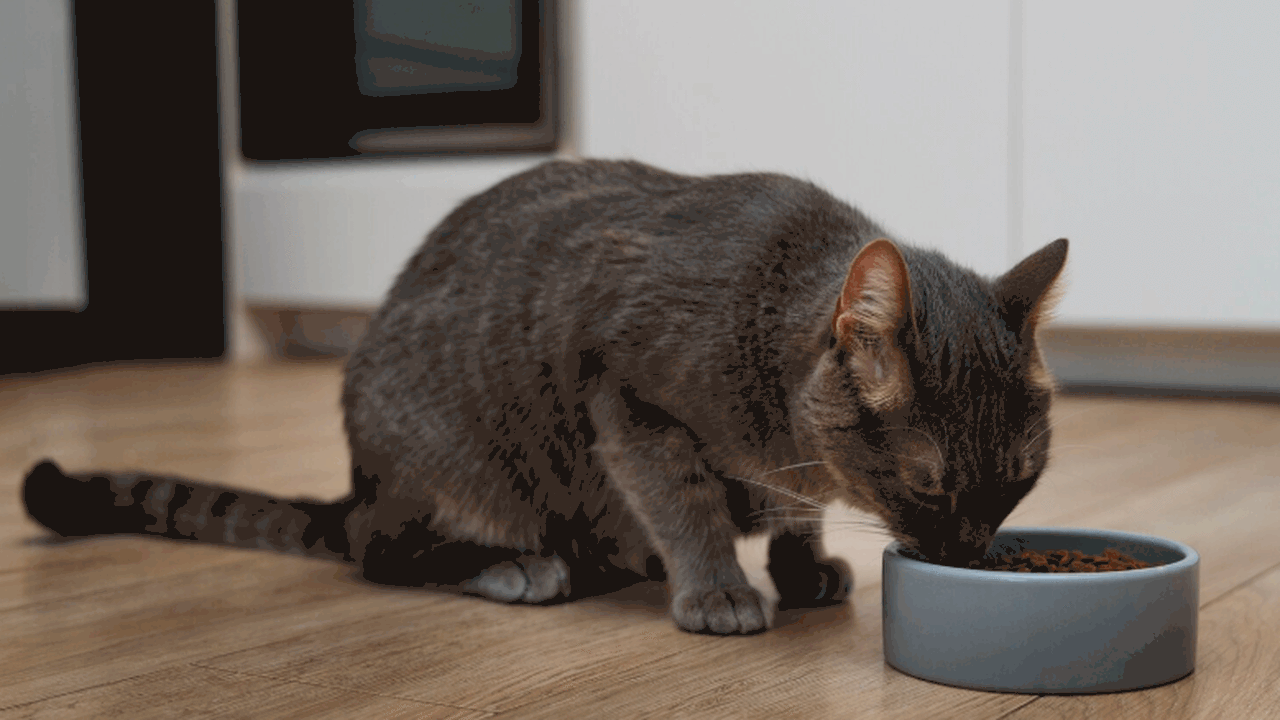 Японские учёные из Университета Ивате исследова...