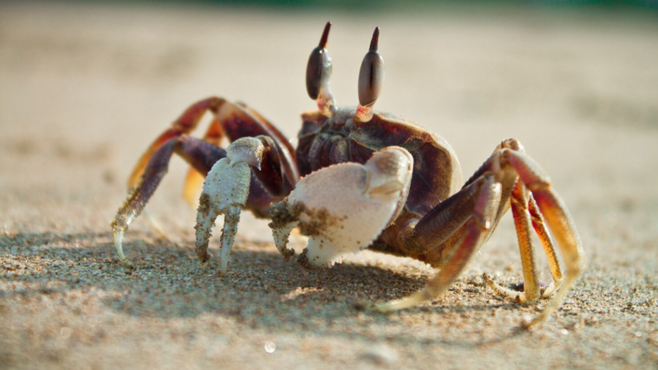 На чемпионате России по лыжным гонкам в Южно-Са...