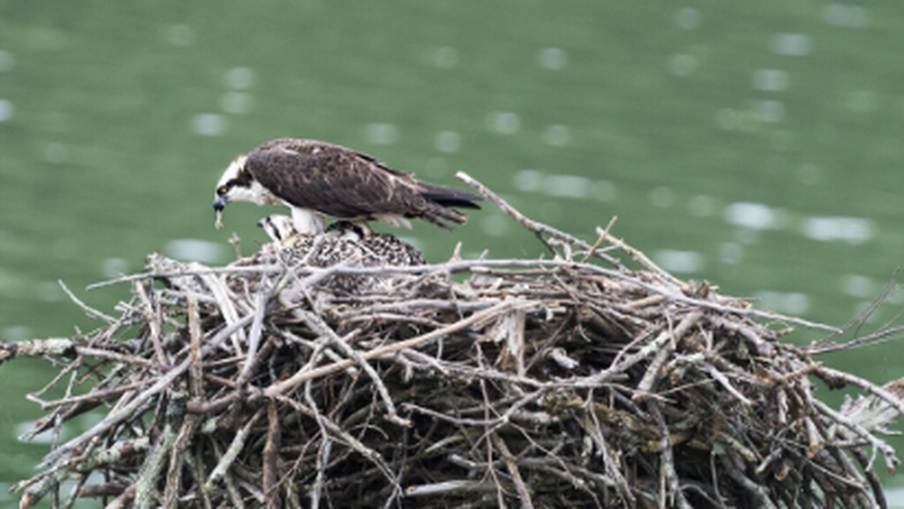 В Испании бородатые стервятники (Neophron percn...