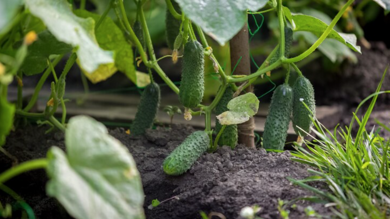 Откройте секрет богатого урожая даже в самом те...