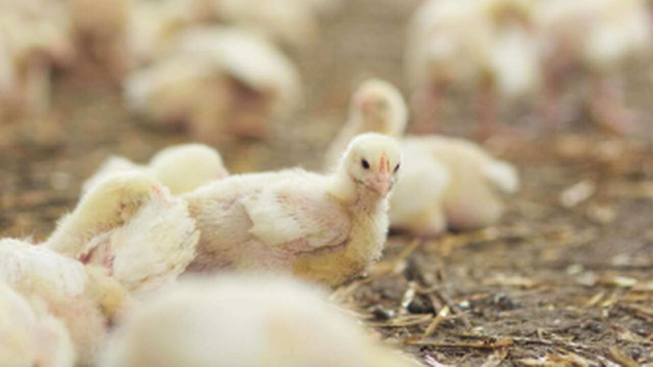 Жительница Самарской области направила обращени...