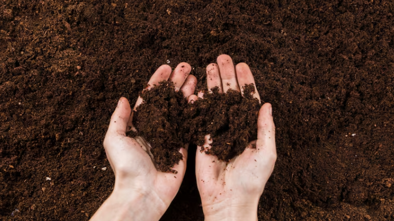 Дорогой навоз теперь стороной обхожу: соседка-огородница поделилась хитрым лайфхаком для идеальной почвы — нужна 1 пачка копеечного средства Российские фермеры обнаружили простой способ по...