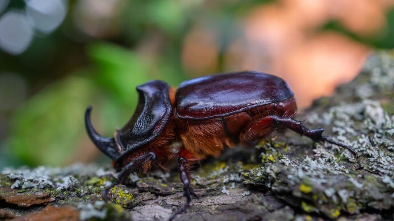 Ель обыкновенная (Picea abies) — один из наибол...