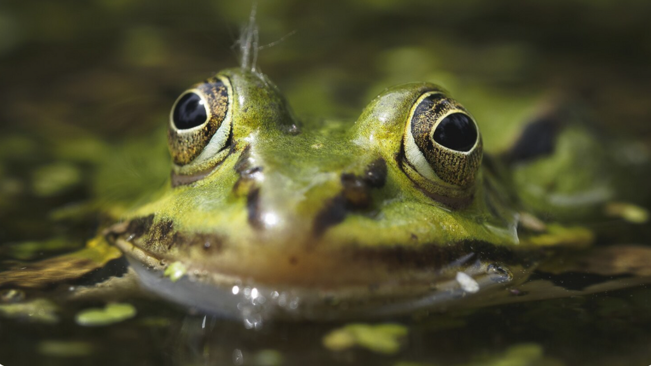 На юге Бразилии, в горах Серра-ду-Квирири, спец...