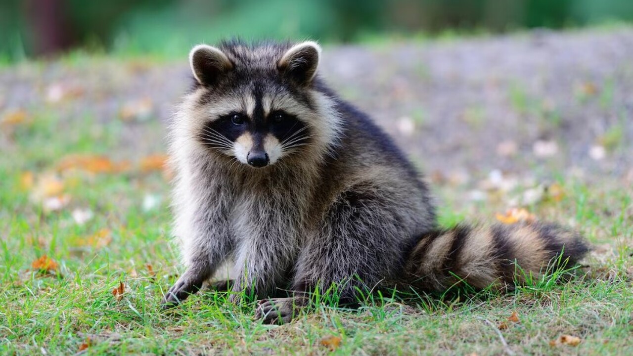 CNN сообщает о первых признаках урбанистическог...