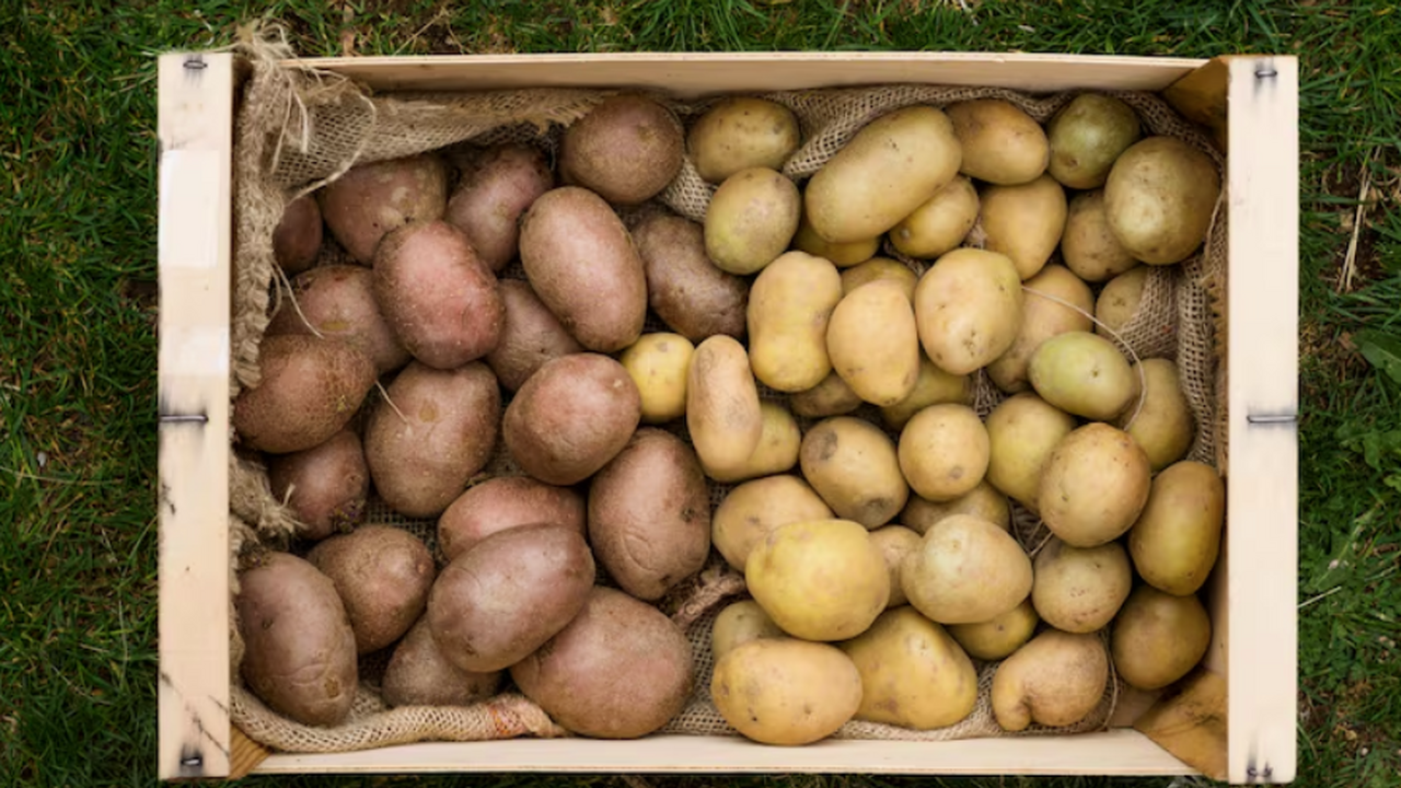 Свежая молодая картошка в начале лета — это реа...