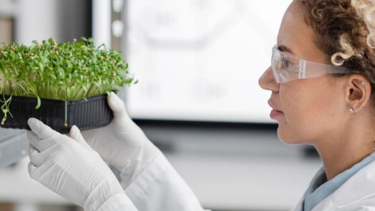 Паразитическое растение рода Balanophora из сем...