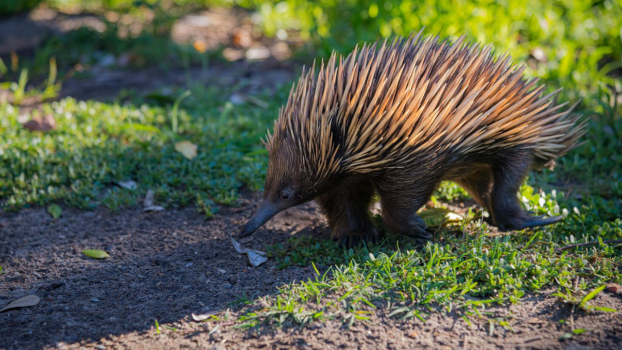 Австралийские ученые изучают окаменелость гигантской ехидны ледникового периода Австралийские палеонтологи обнаружили останки г...