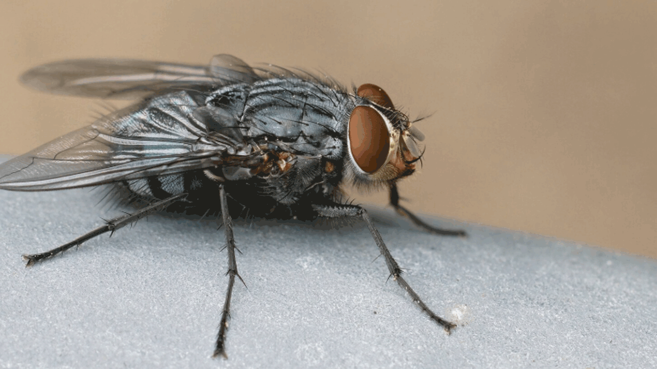 В журнале Infection and Drug Resistance вышла с...