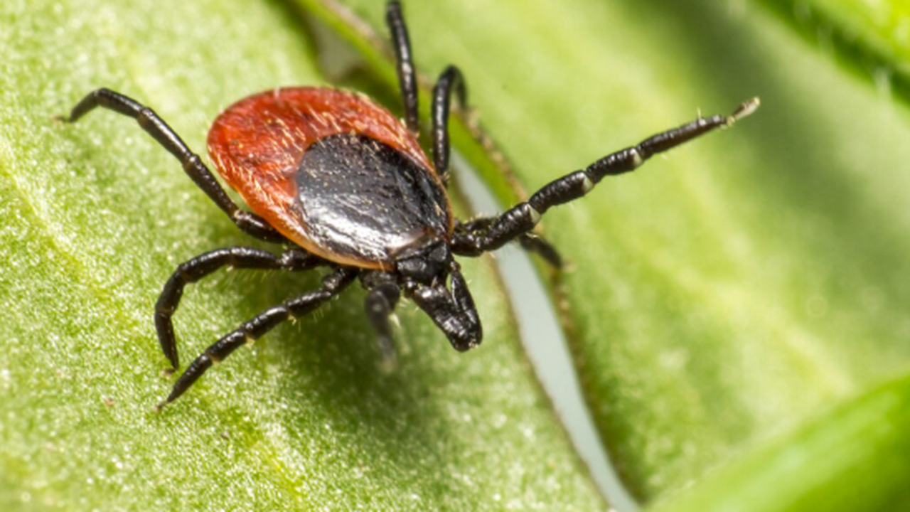 В Самарской области в 2026 г клещи укусили 82 человека, почти 30 из них — дети С начала текущего сезона в Самарской области за...