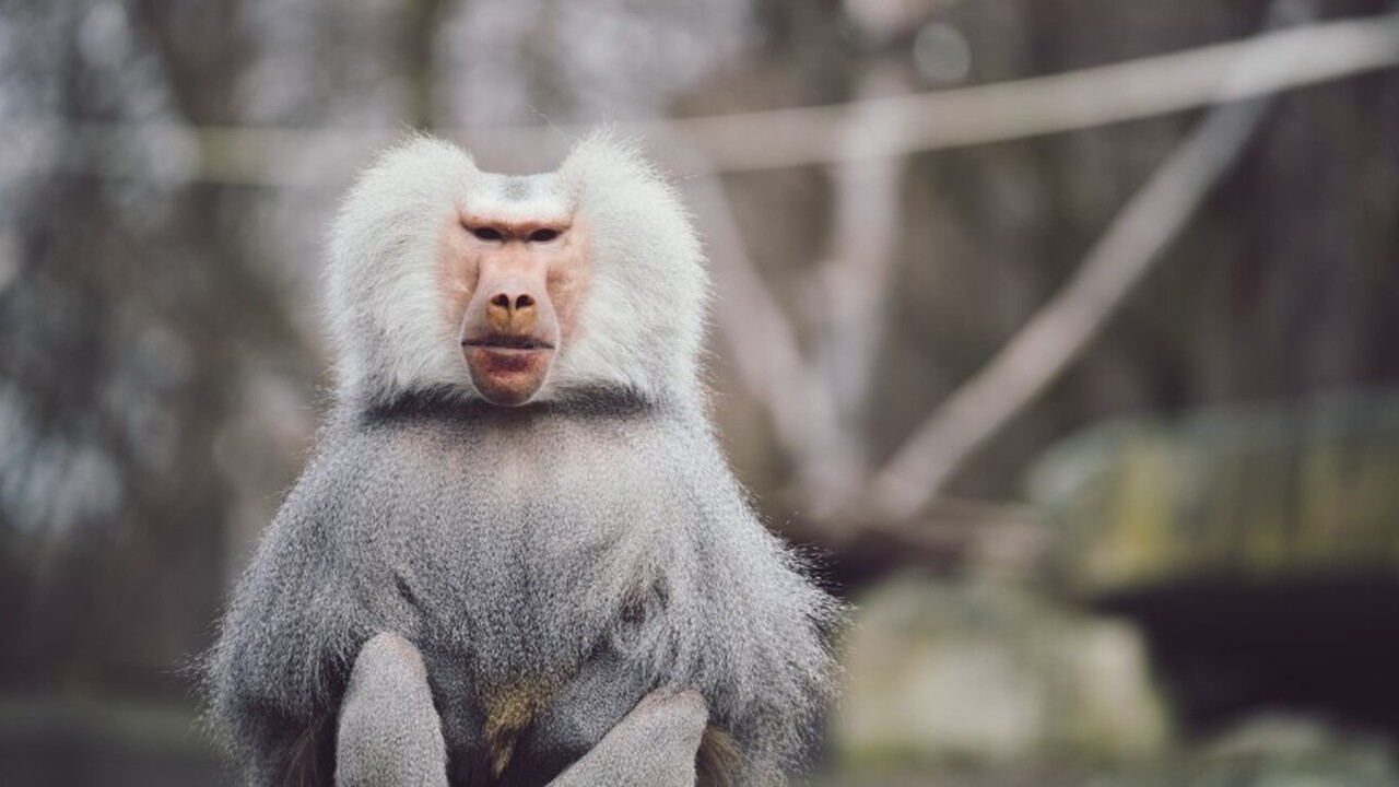 Угроза из-за добычи золота: самая редкая в мире обезьяна может исчезнуть Орангутаны Тапанули, один из наименее изученных...