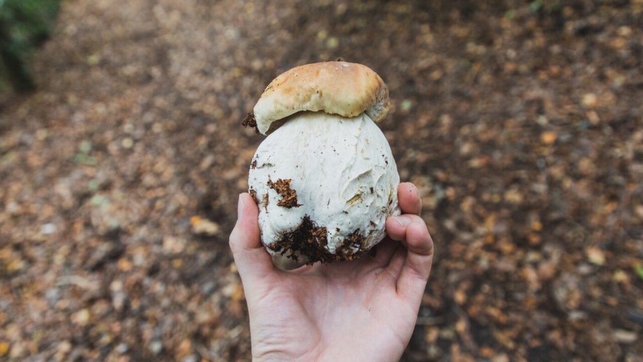 Недавно группа исследователей из Кембриджского ...