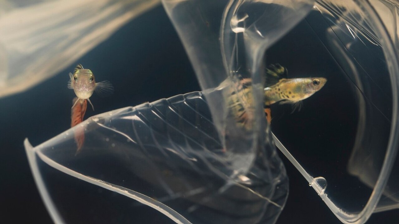 Ученые Красноярского научного центра Сибирского...