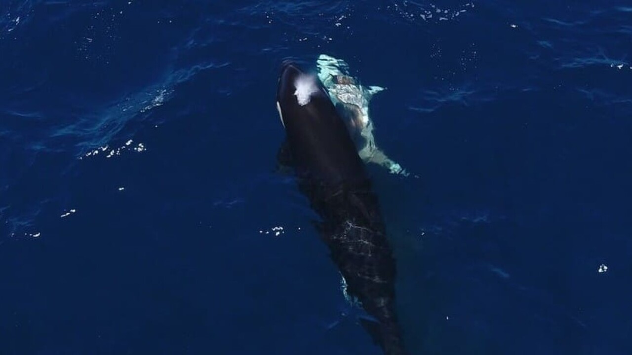 Зоологи зафиксировали два случая целенаправленн...
