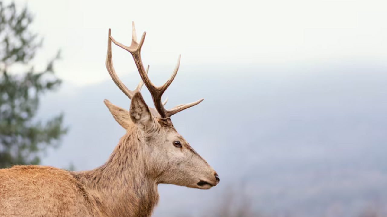 Северные олени обладают удивительной способност...