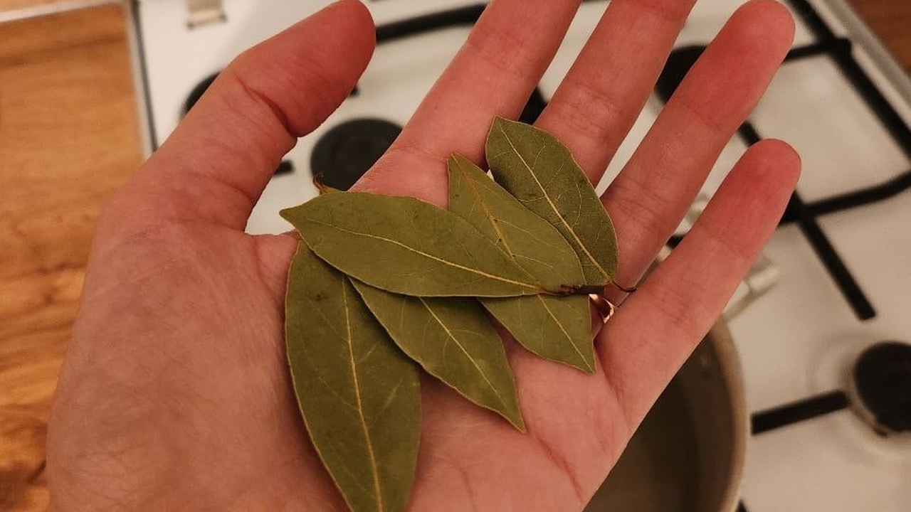 Зачем ушлые хозяйки кладут лаврушку под ковер: лайфхак, который избавляет от надоевших проблем — достаточно всего 4 листочка Лавровый лист: от кулинарии до ритуалов – как и...