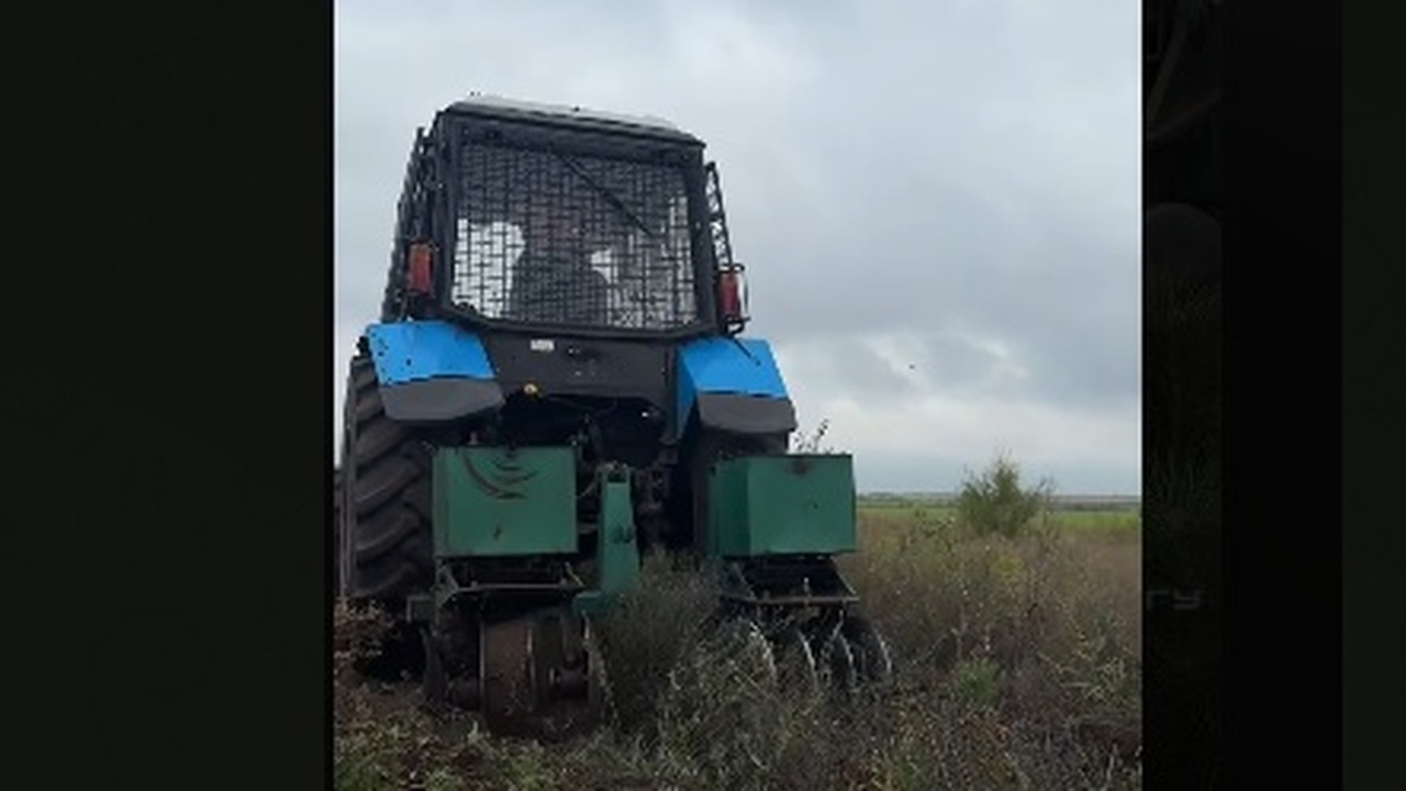 В лесном фонде Самарской области проводят уход за молодыми деревьями Агроуход необходим в первые 3–5 лет после посад...