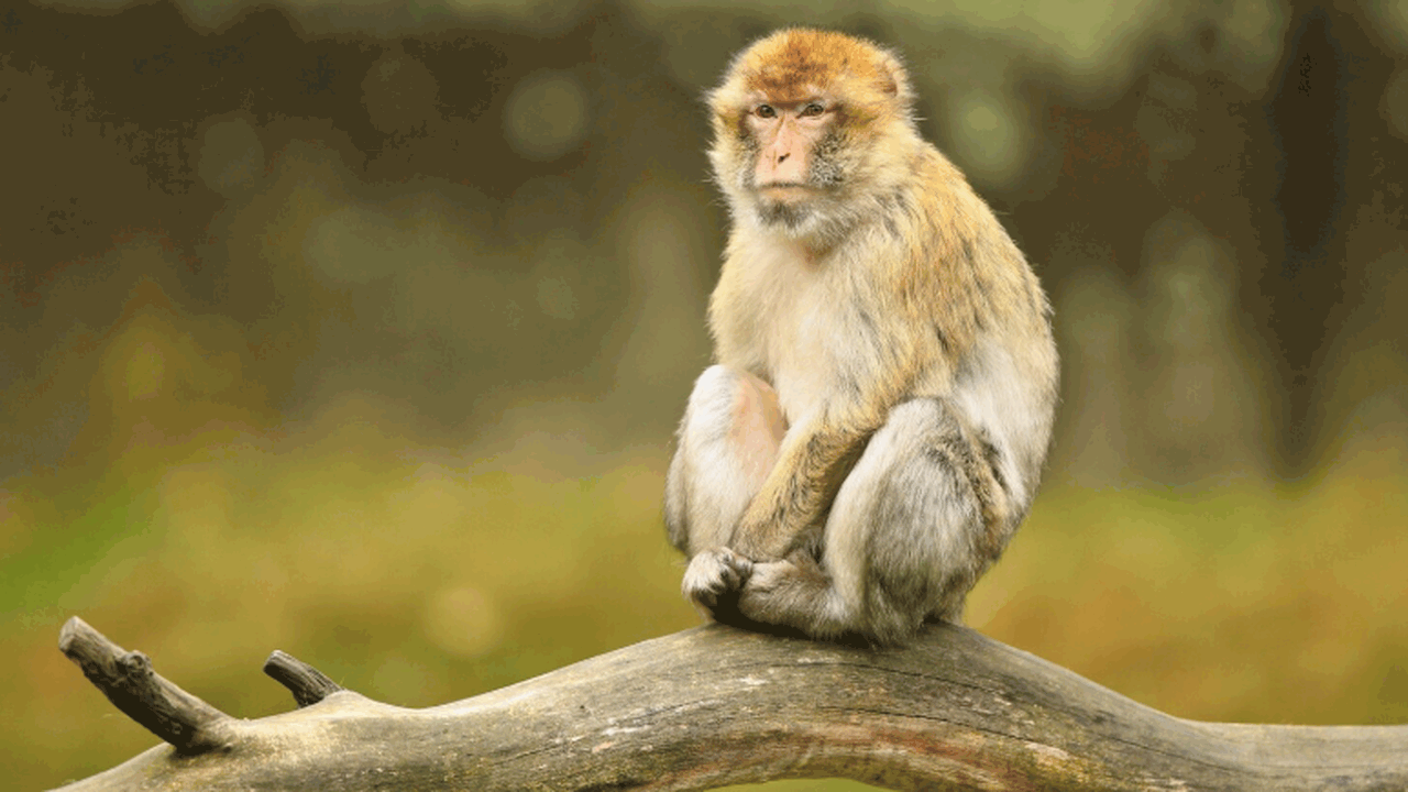 Биологи Кембриджского университета в ходе иссле...