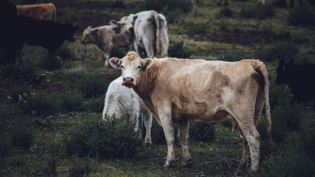 Недавнее исследование древней ДНК показало, что...