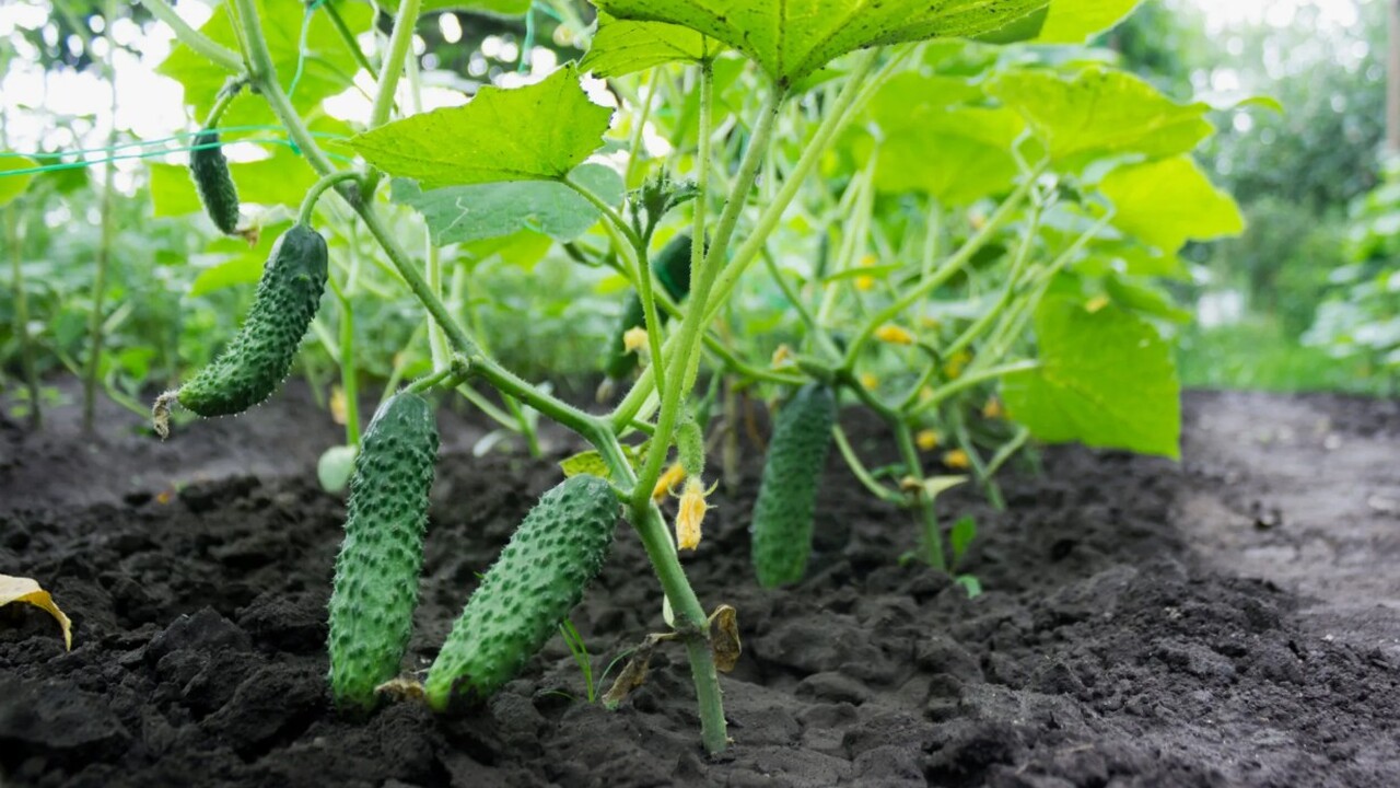 Использовать можно прямо на грядке.