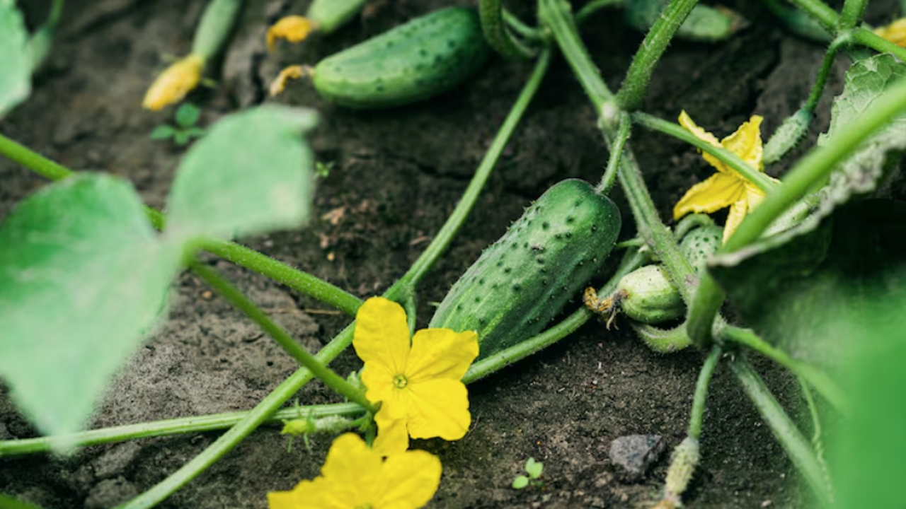 Лучшие сорта огурцов для тенистых участков: гиб...