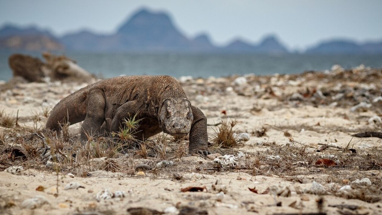 Ученые выяснили, кто населял территории Нижегородской области 250 млн лет назад Территория современной Нижегородской области в ...