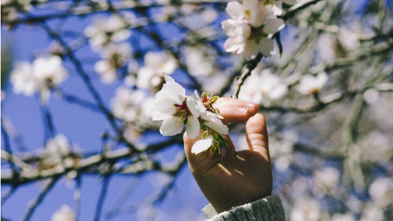 Вербное воскресенье 2026 года: дата праздновани...