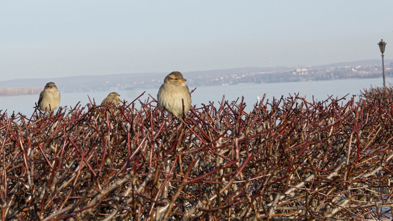 В рамках междисциплинарного сотрудничества учен...