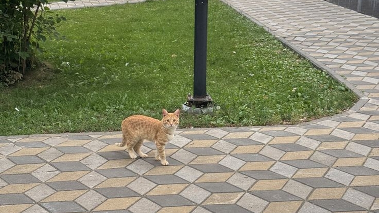 Майские праздники 2026: новые правила переноса ...