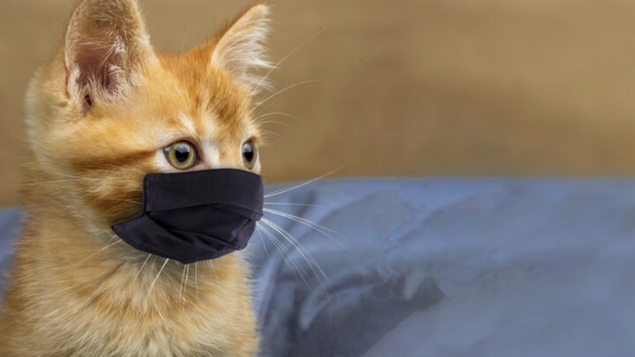 В Самарской области в 2 селах обнаружили вспышку бешенства и ввели карантин В Самарской области зарегистрированы случаи заб...