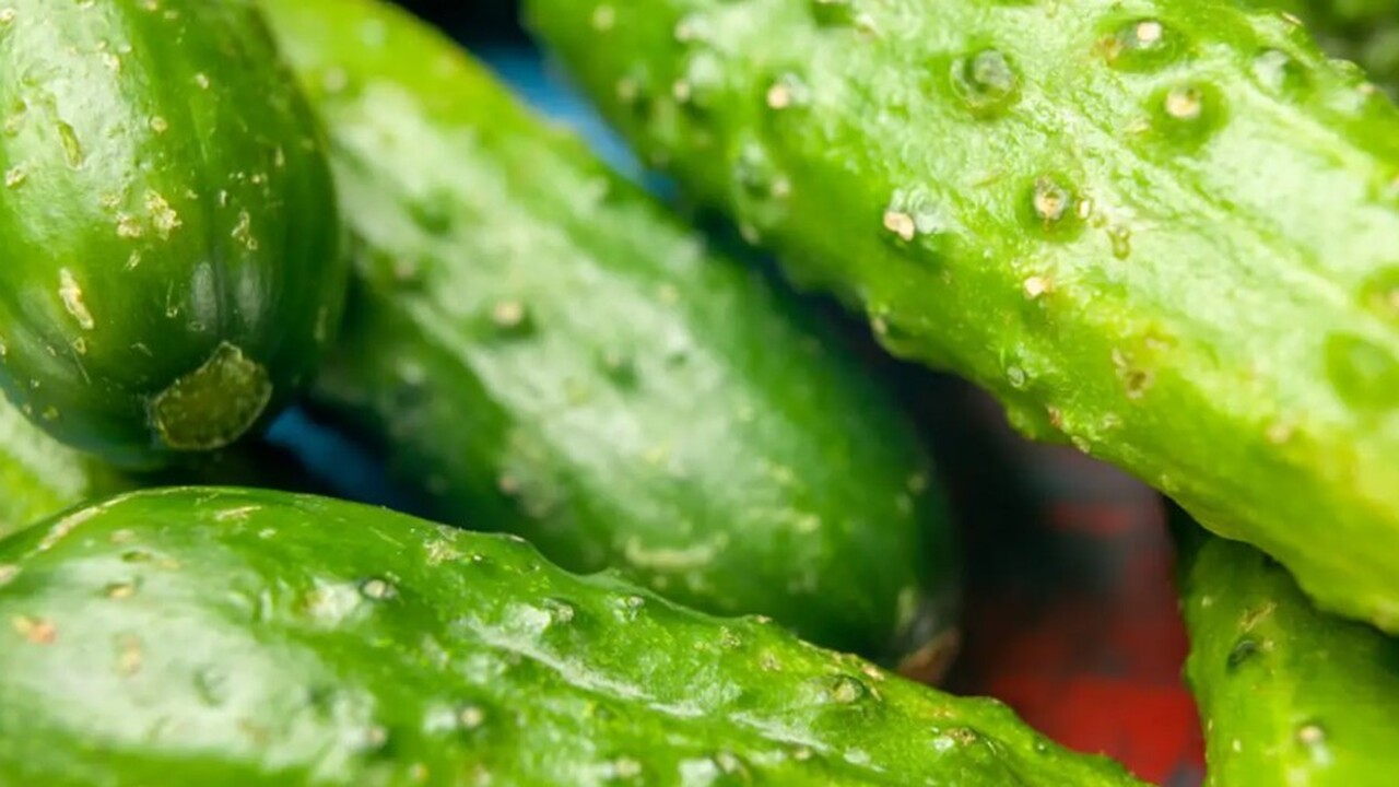 Огурцы можно успешно выращивать на приусадебных...