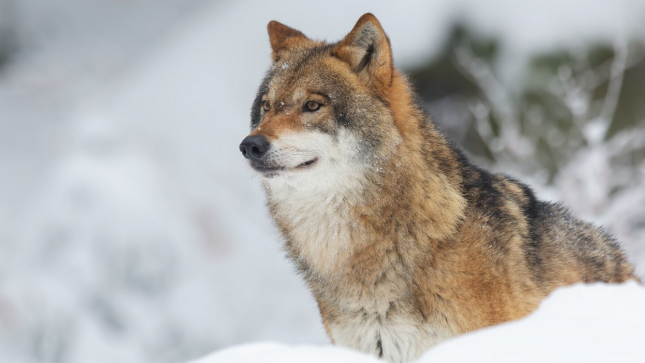В канадской провинции Британская Колумбия был з...