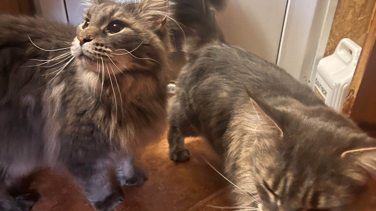 Специалисты выделяют несколько этиологических ф...